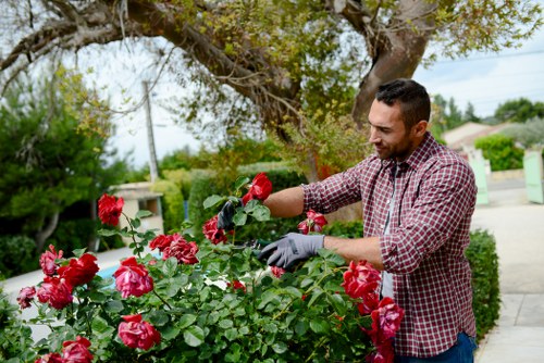 Professional garden clearance services in East Ham